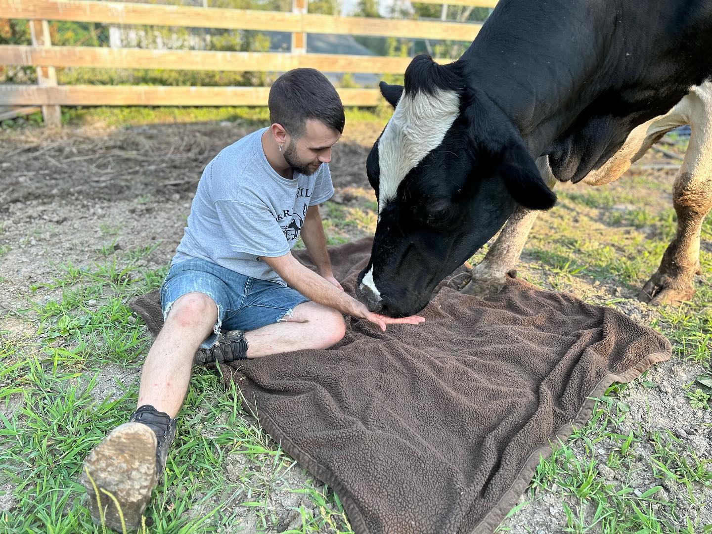 Farm animal at Surrey Hills