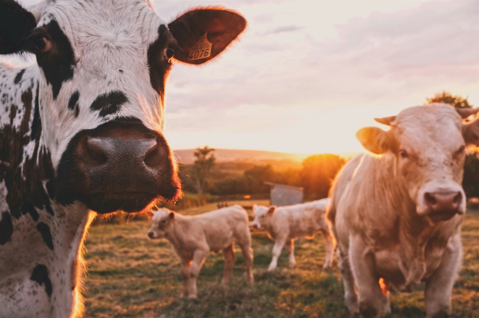 Cows grazing in golden-hour pasture light