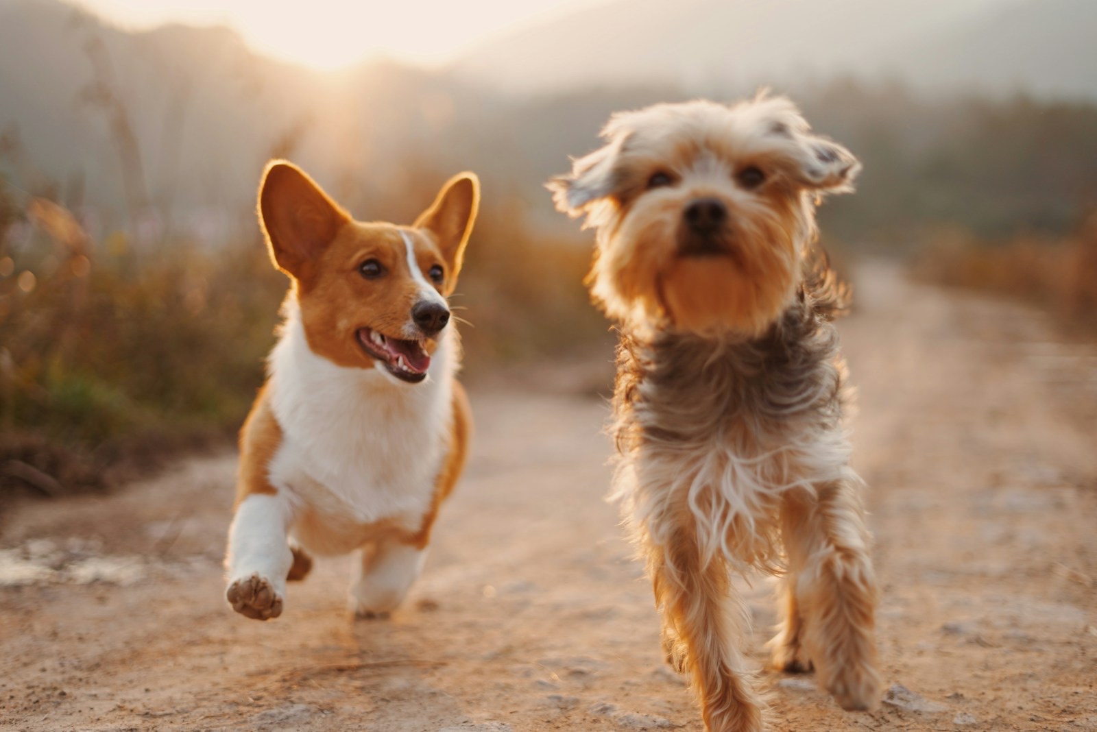 Two dogs running together in warm evening light