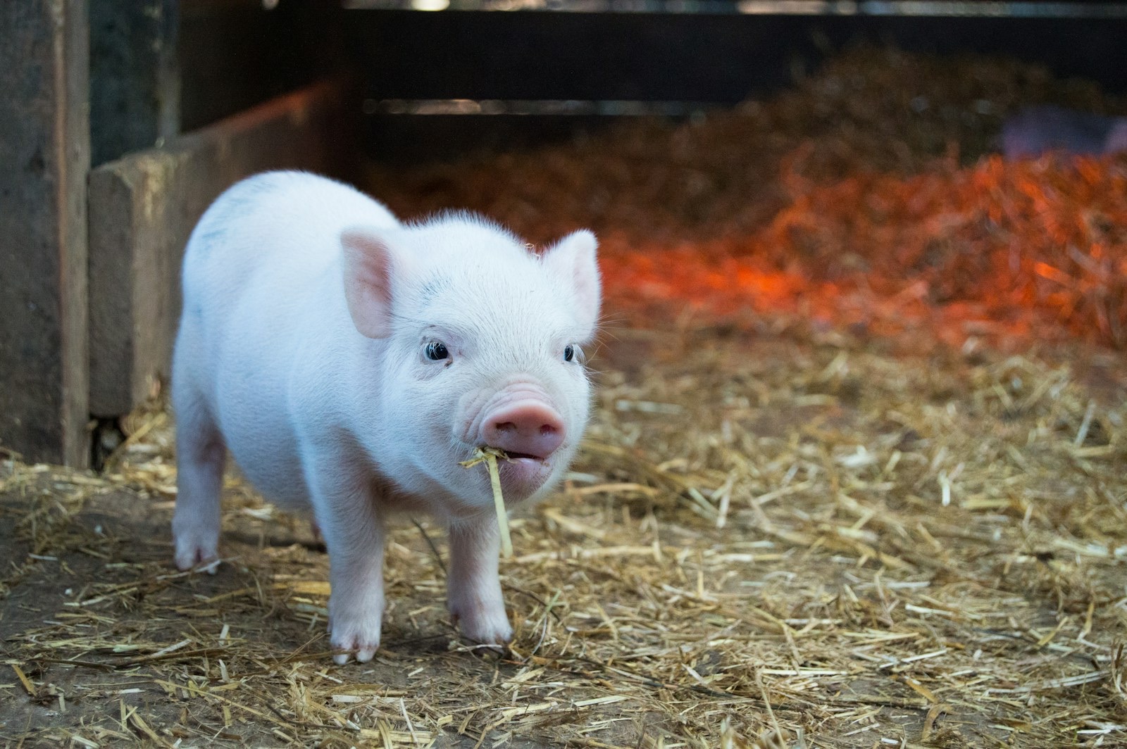 A piglet stands in fresh hay